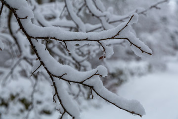 Tree branches covered with snow