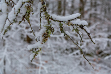 Tree branches covered with lichen and snow