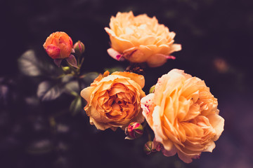 Flowers of rose amber or salmon color in dark toning background. Copy space
