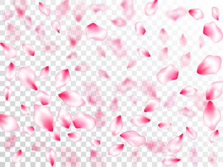 Japanese cherry blossom pink flying petals