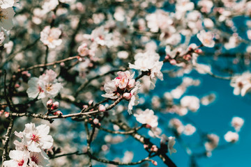 Spring blossom background. Beautiful nature scene with blooming tree on sunny day. Spring flowers. Beautiful orchard in Springtime. Abstract blurred background.