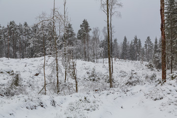 Felled forest with snow during winter