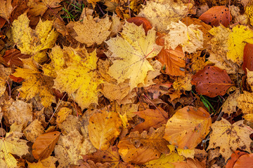 Naklejka na ściany i meble Fallen maple leaves in autumn