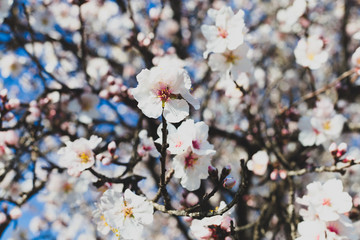Spring blossom background. Beautiful nature scene with blooming tree on sunny day. Spring flowers. Beautiful orchard in Springtime. Abstract blurred background.