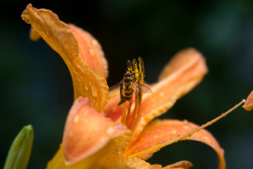 bee pollinating a lily