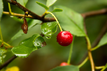 wet cherry on a tree