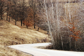 beautiful scene with birches in yellow autumn birch forest in october among other birches in birch grove