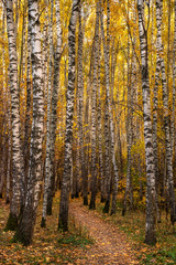 Beautiful autumn landscape with footpath and birch forest