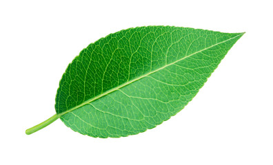 Fototapeta na wymiar Pear leaf isolated on white