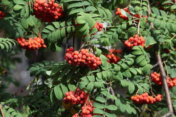 Naklejka premium red rowan berries