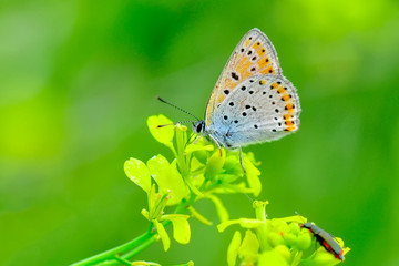 Closeup   beautiful butterfly sitting on flower