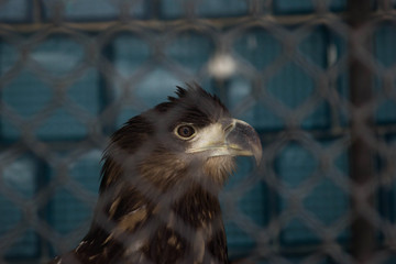 Eagle in the confinement for the text