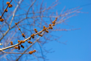 kidney on a maple branch for text