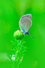 Closeup   beautiful butterfly sitting on flower