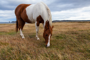 Wild Horse on the Atlantic Ocean Coast during a cloudy evening. Taken in Dungeon Provincial Park, Bonavista, Newfoundland, Canada.