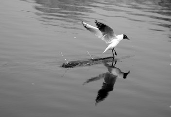 seagull runs on water black and white photo