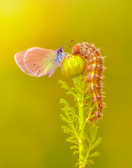 Closeup   beautiful butterfly sitting on flower