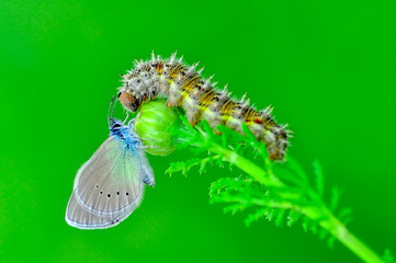 Closeup   beautiful butterfly sitting on flower