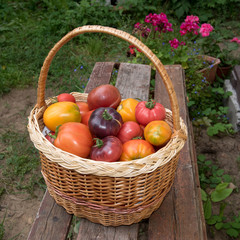Fresh tomatos in wicker basket