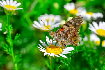 Closeup   beautiful butterfly sitting on flower