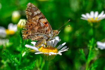 Closeup   beautiful butterfly sitting on flower