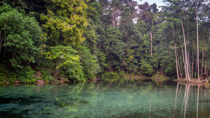 Obraz premium beautiful view of crystal clear water surrounded with dense green forest in Telaga Biru, Berau, Indonesia