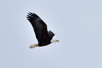 Bald eagle in flight