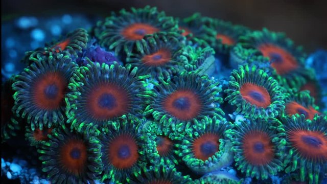 Zoanthid Coral Polyp Opening Macro Timelapse HD