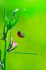 Beautiful ladybug on leaf defocused background