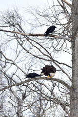 Ravens and bald eagle