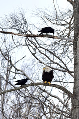 Ravens and bald eagle