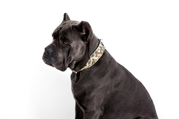 Dog on a white background.