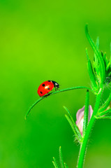 Beautiful ladybug on leaf defocused background