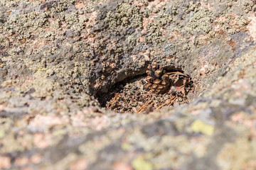 stone