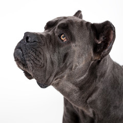 Obraz premium Dog on a white background.