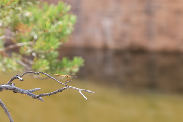 dragonfly on a branch