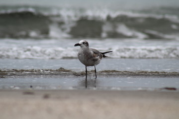 Gaviota natural 