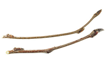 winter branch with buds rowan (Sorbus aucuparia) isolate on white background