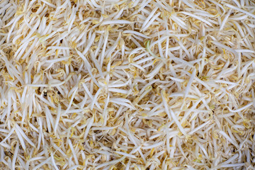 Pile of bean sprouts . soybean sprouts on white background. 