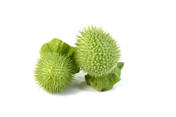 Jimsonweed fruit. Pod of Jimson Weed, Datura stramonium, also known as Devil's snare, Thorn Apple,...