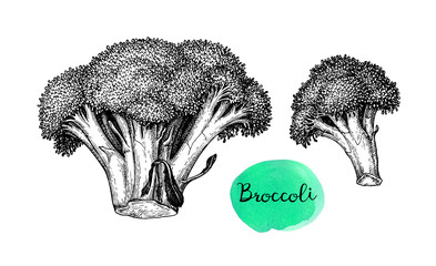 Ink sketch of broccoli.