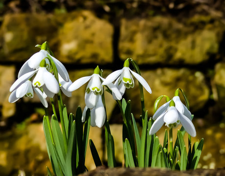  Close up of a small clump of Snowdrops (Galanthus) flowering in Winter sunshine, set against a local stone garden wall. Hanwell, Oxfordshire. England.