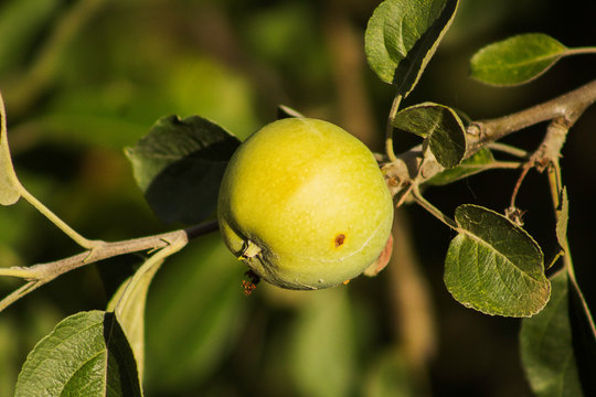 A developing green apple on the tree with a small brown blemish
