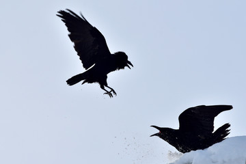 Ravens fight for turf