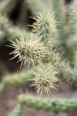 Close up of a cholla cactus