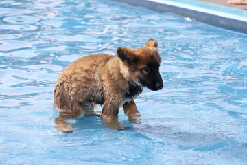 On last day of the summer season, dogs are allowed in the outside swimming pool in Nieuwerkerk aan...