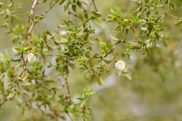 spring in the garden
