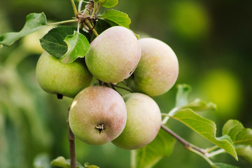 Ripening red apples on the tree