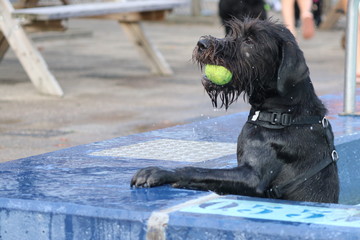 On last day of the summer season, dogs are allowed in the outside swimming pool in Nieuwerkerk aan...