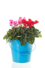 Red and pink Cyclamen in blue bucket